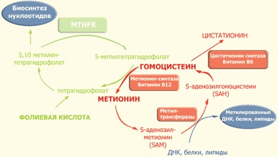 Про важность Гомоцистеина