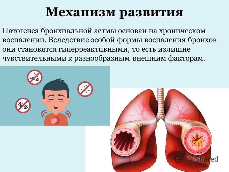 Ли бронхи. Механизмы развития симптомов бронхиальной астмы. Патогенез симптомов при бронхиальной астме. Механизм возникновения приступа бронхиальной астмы. Механизм развития бронхиальной астмы у детей.