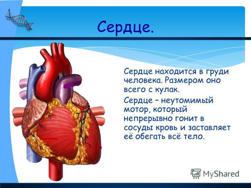 Анатомия где находится сердце человека фото