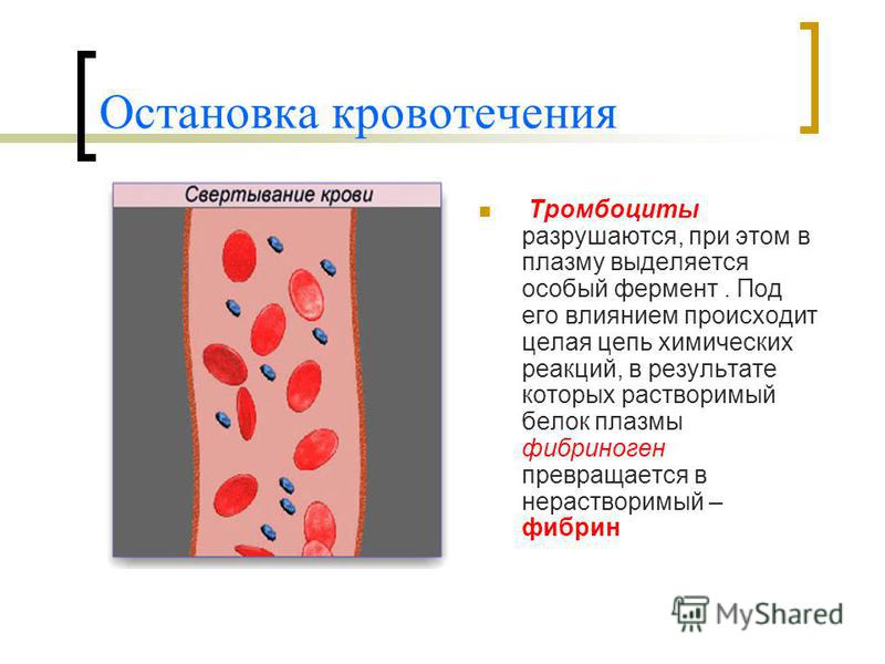 О чем говорят тромбоциты. Тромбоциты функция свертывание крови. Фибрин плазма.