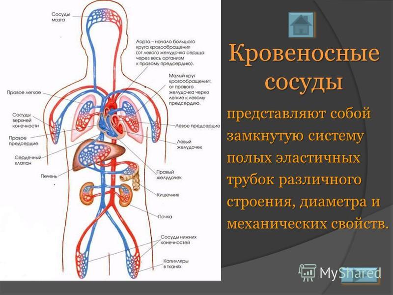 Сердечно сосудистая система человека фото