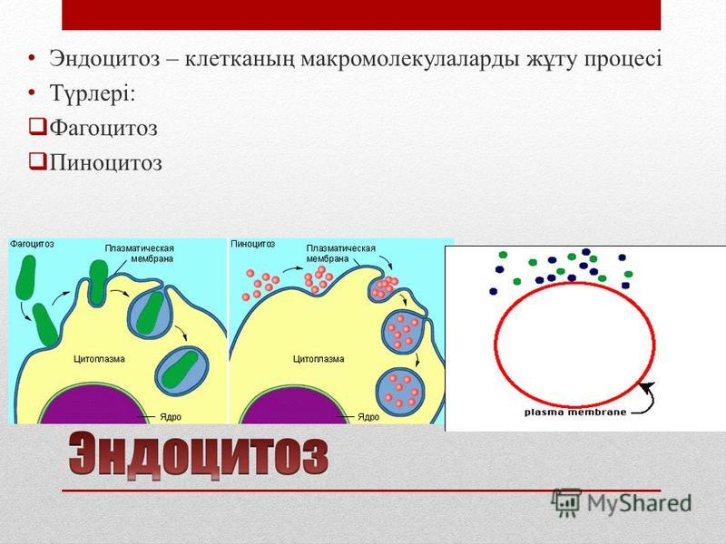 Фагоцитоз эукариоты