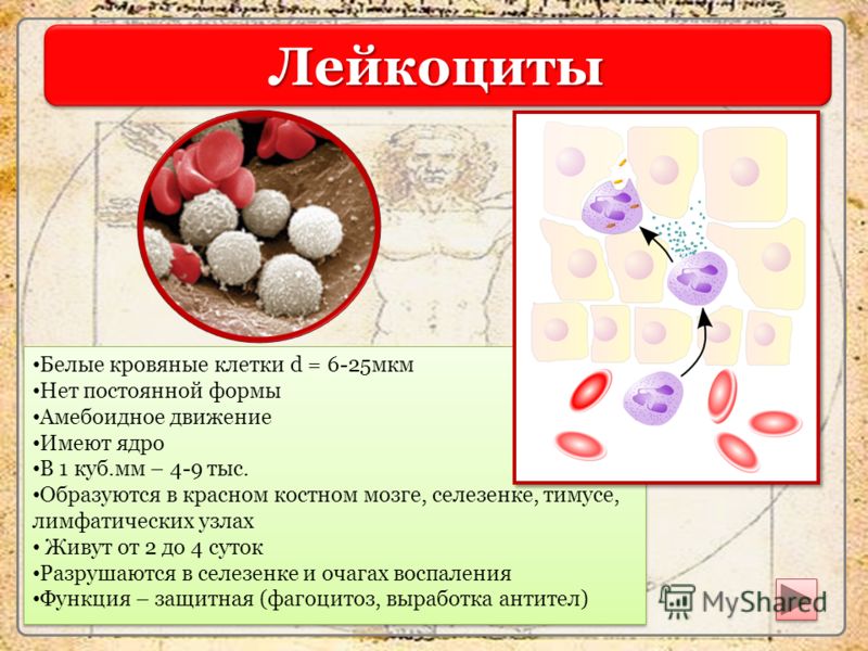 Повышенные лейкоциты после. Строение клетки лейкоцита человека. Функции лейкоцитов 8 класс биология. Лейкоциты белые клетки крови. Лейкоциты это белые кровяные клетки.