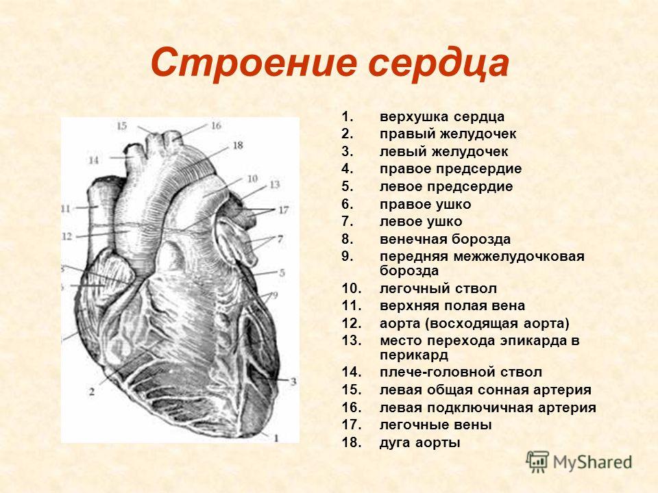 Нижний левый желудочек. Наружное строение сердца вид спереди. Наружное строение сердца латынь. Внешнее строение сердца схема. Сердце наружное строение вид спереди и сзади.