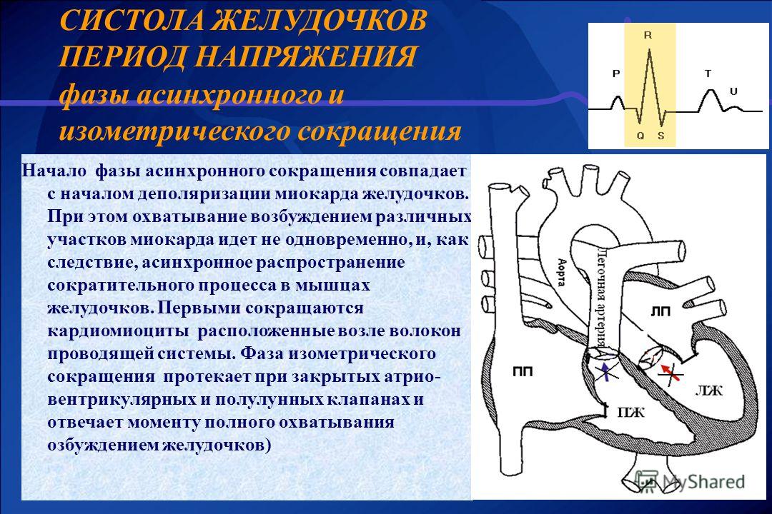 Систола это. Систола желудочков физиология. Периоды систолы и диастолы желудочков. Систола желудочков фаза напряжения. Период изгнания систолы желудочков.