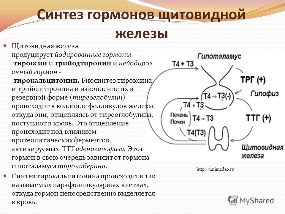 Синтез тиреоидных гормонов схема