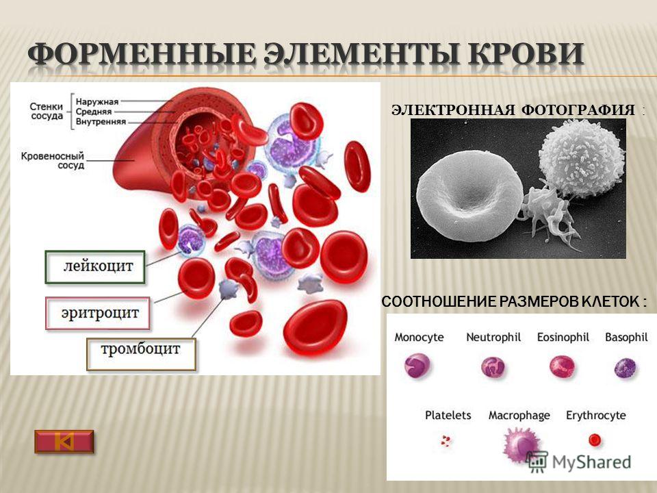 Кровь человека рисунок