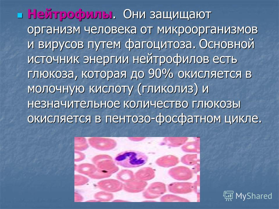 К фагоцитозу наименее способны. Нейтрофилы крови человека способны к фагоцитозу. Дыхательная функция эритроцитов. Регуляция кислотно основного состояния эритроцитов. Окисление нейтрофилов.