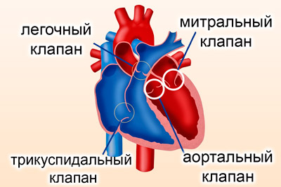 Фиброзное кольцо аортального клапана