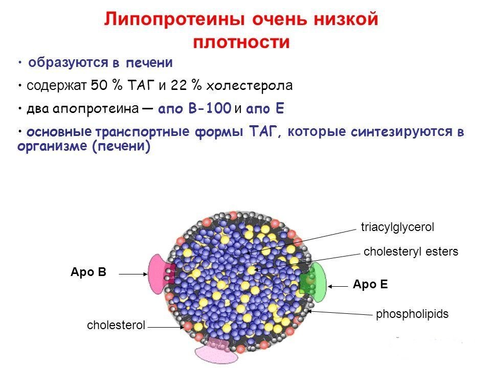 ЛПОНП