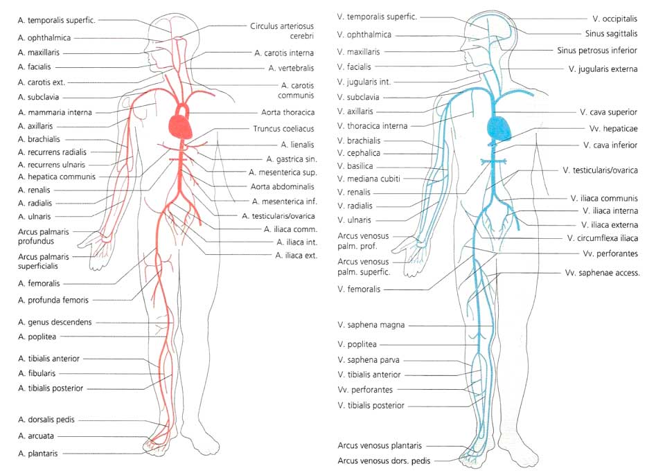 Схема артерий и вен. Венозная система человека схема. Артериальная и венозная система человека анатомия. Вены и артерии человека анатомия. Венозная система человека анатомия схема расположения.