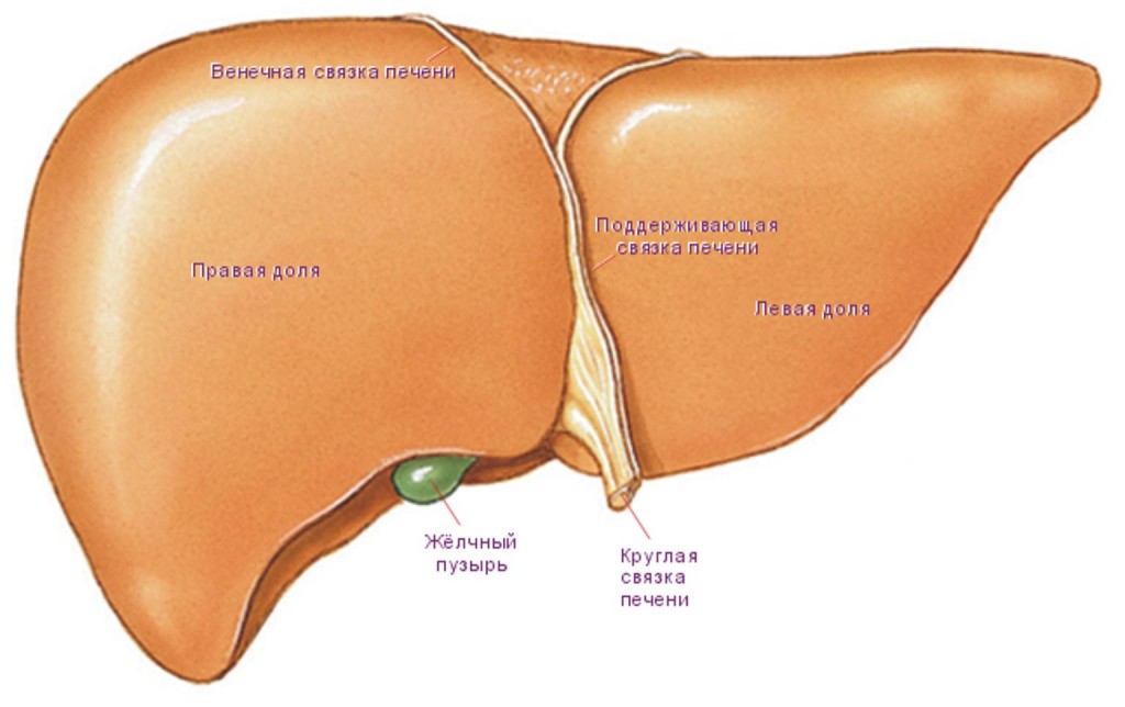 Печень основные части и элементы