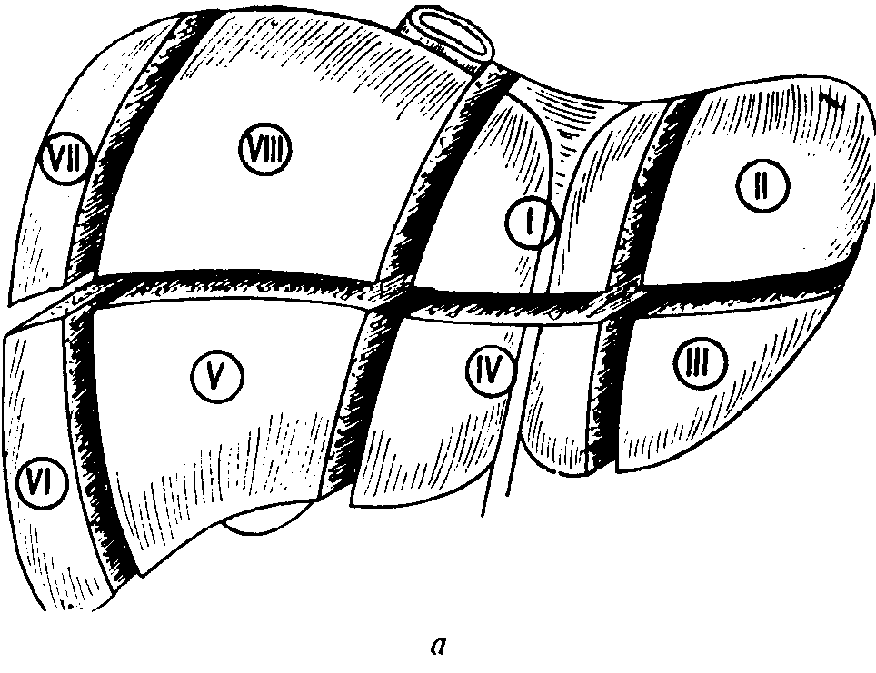 Неподробная схема сегментов печени