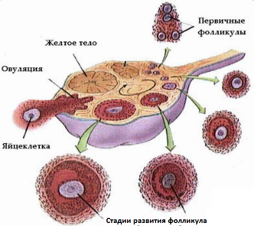 скрининг фолликула