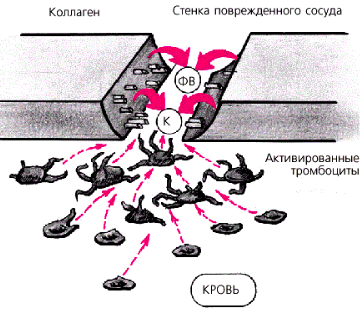 Процесс адгезии