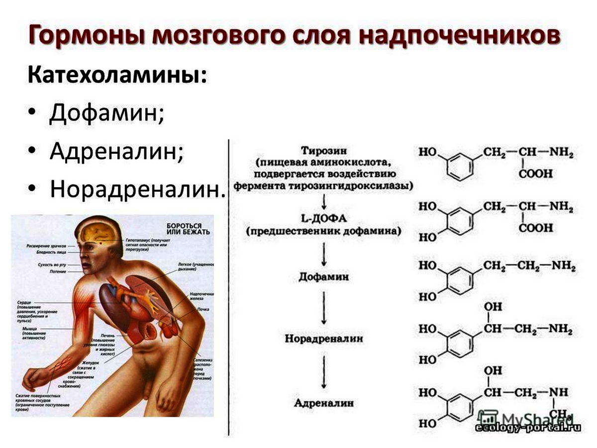 Катехоламины – гормоны мозгового слоя надпочечника.