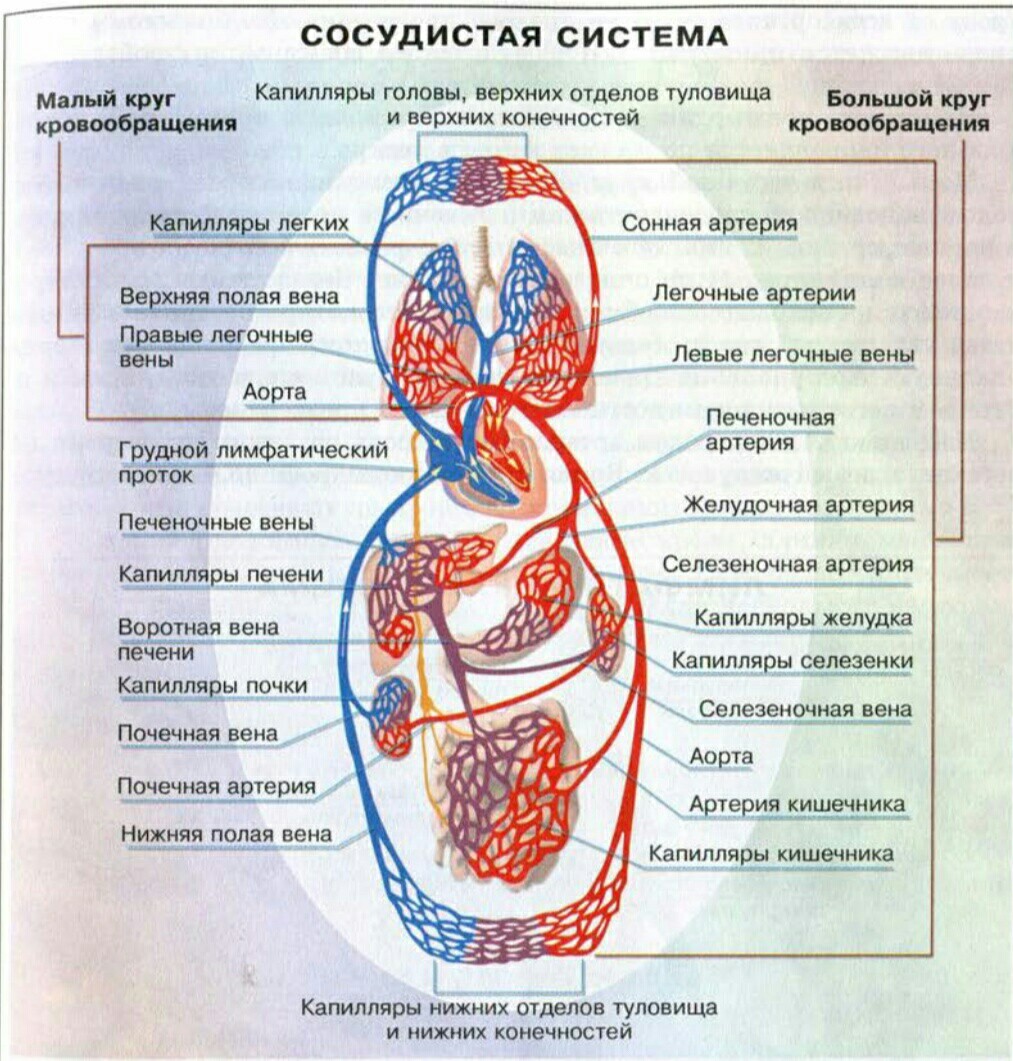 Вены большого круга кровообращения схема