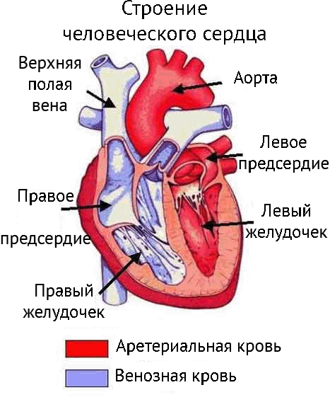 stroenie