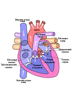 Heart ru.svg