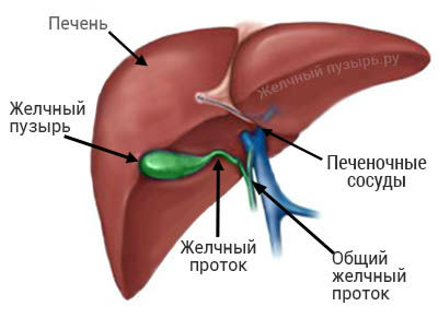 Печень и желчный пузырь