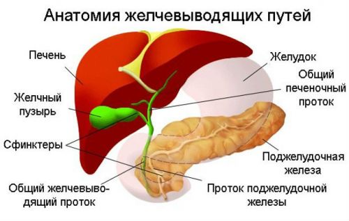 Схема «Анатомия желчевыводящих путей»