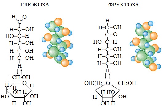 Глюкоза и мышечная деятельность