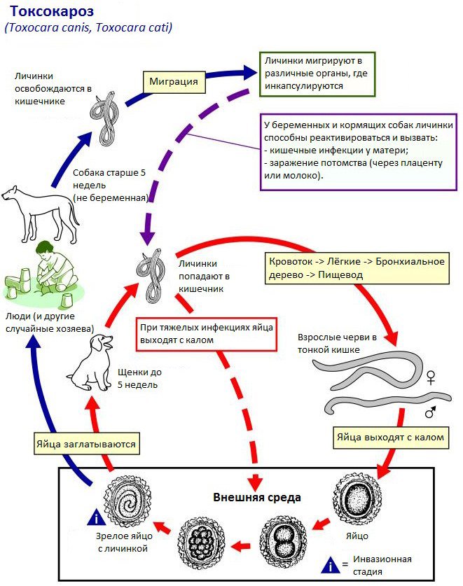 Жизненный цикл токсокары