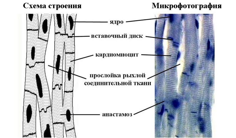 сердечная мышечная ткань