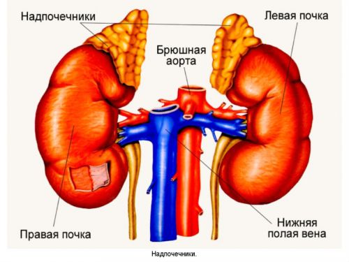 Почки и надпочечники