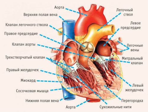 Строение сердца