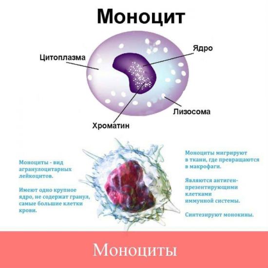 Моноциты