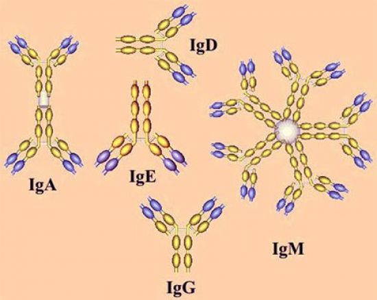 Виды иммуноглобулинов