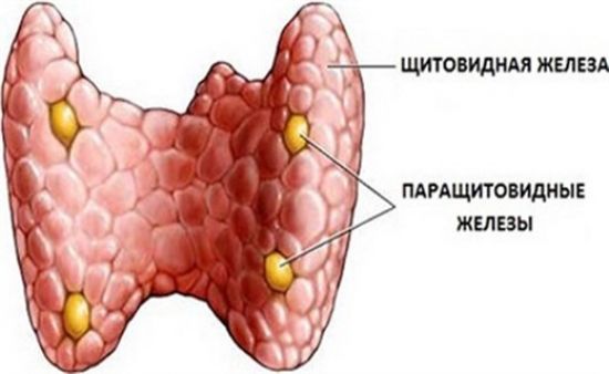 Щитовидная и паращитовидные железы