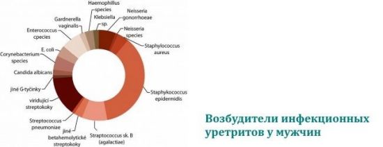 Возбудители уретрита у мужчин