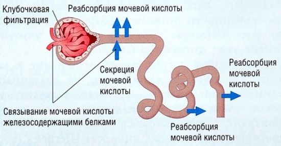 Экскреция мочевой кислоты