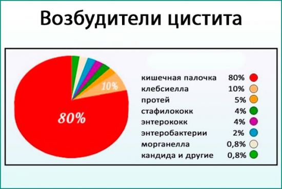 Возбудители цистита