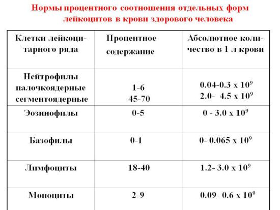 Формы лейкоцитов