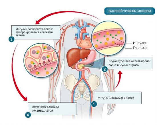 Глюкоза и инсулин