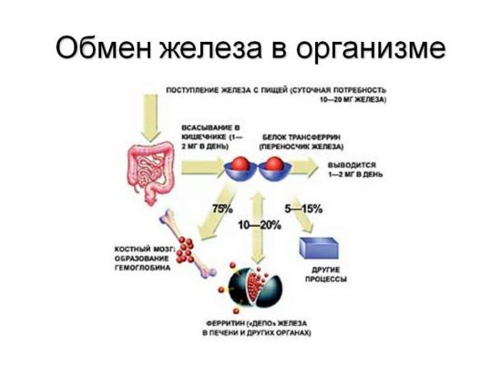 Обмен железа в организме