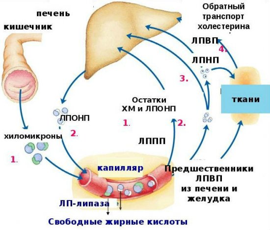 Транспортировка холестерина