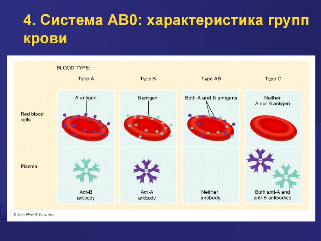 Группы крови содержание белков. Группы крови системы ab0 физиология. Система ав0 группы крови. Ab0 группа крови. Система ab0.