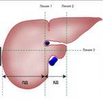 Нормальные размеры печени взрослого человека