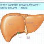 Что делать, если увеличена правая доля печени?