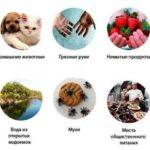 Печеночные глисты у человека: симптомы заражения