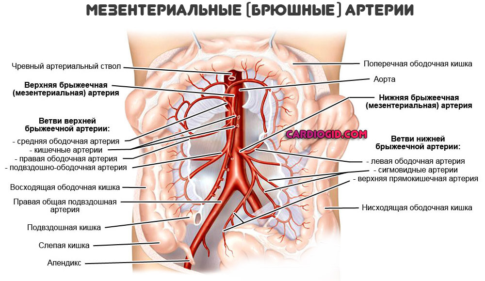 спазм-брюшных-артерий