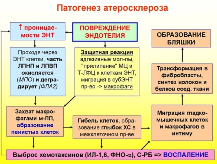 Краткий патогенез атеросклероза