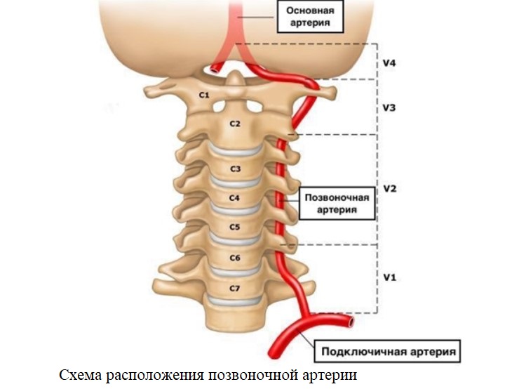 Схема расположения позвоночной артерии