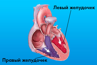 Правый желудочек сердца