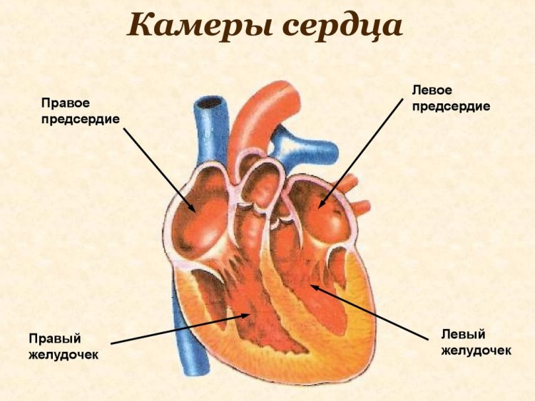 Сердце человека обои