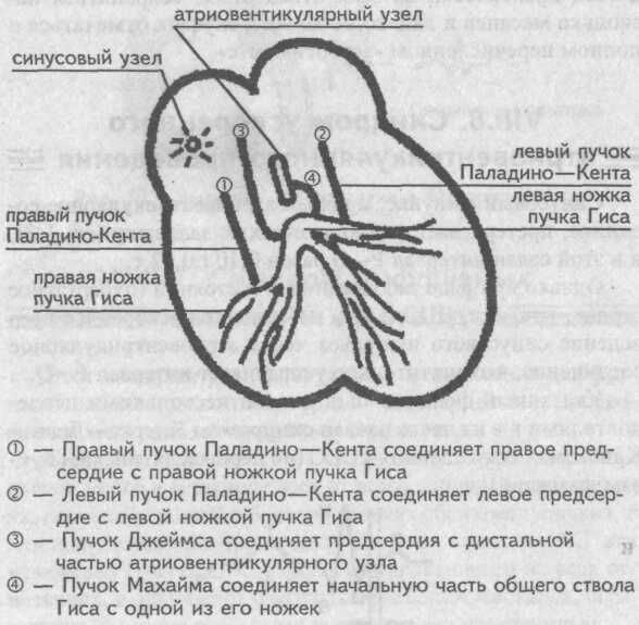 Дополнительные проводящие пучки